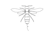 One-Line Wasp Drawing: Explore Insect Features with Minimal Shapes