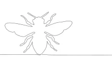 Wasp in One Line: Learn How to Draw Sharp Shapes and Structure Simply