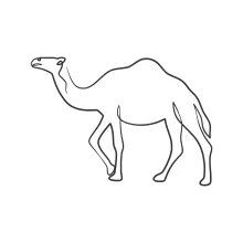 One-Line Camel Art for All Ages: Explore Desert Animals with Minimal Effort