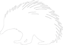"Minimalist Echidna Drawing: Sketching a Unique Mammal with One Continuous Line"