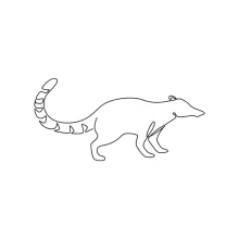One Line Coati Drawing: Simple Art to Explore Unique Animal Shapes