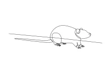 One Line Rat Drawing: Practice Small Animal Shapes with Simple Art Techniques