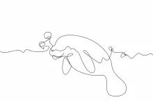 "Minimalist Manatee Drawing: A One Line Study of Gentle and Recognizable Marine Mammals"
