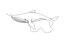 Blue Whale One Line Drawing: Largest Animal in Simple Line Form