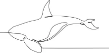 "One Line Orca Drawing: Capturing Strength and Elegance with Minimalist Art"