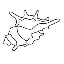 Easy One-Line Seashell Drawing to Practice Shape Simplification