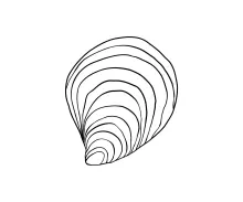 One-Line Shell Drawing to Practice Curve Spacing and Flow