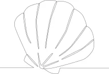 Scallop Shell One-Line Art: Draw Nature’s Patterns Using Simple Curves