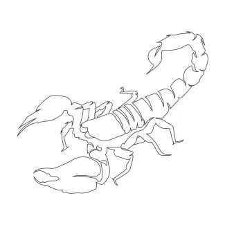 Clean continuous line scorpion sketch from nature.