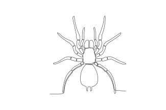 Wild spider continuous line nature sketch.