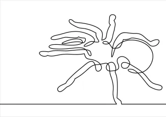 Tarantula line drawing Tarantula spider single continuous line wildlife art.