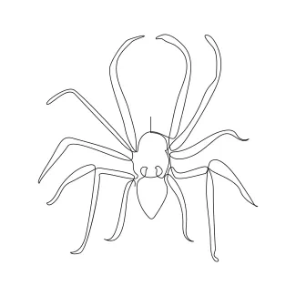 Clean single line spider wildlife art.