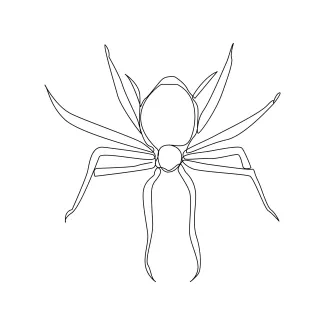 Simple spider line art insect sketch.