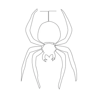 Spider simple sketch Spider simple drawing using one continuous line.