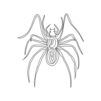 Quick continuous line spider drawing nature.