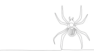 Spider art drawing Single line drawing of spider insect.