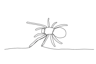 Spider single line simple drawing insect.