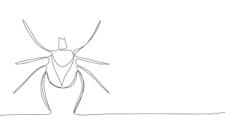 Tick nature art simple line drawing.
