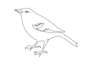 Bird Draw a Bird with One Line: Easy Practice for Building Drawing Confidence