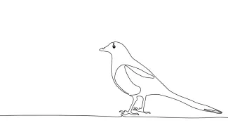 Magpie "One-Line Magpie Drawing: A Minimalist Study of an Intelligent and Social Bird"