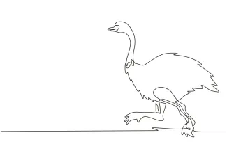 African Ostrich Bird One-Line African Ostrich Drawing: Explore Big Bird Shapes in Simple Drawing Practice