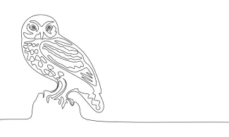 Owl Night Bird One-Line Night Owl Drawing: Learn to Sketch Forest Birds with Big Eyes