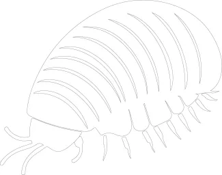 Simple One-Line Pill Bug Drawing: Learn How to Outline Curved Shapes Easily