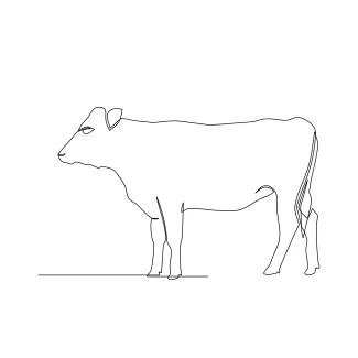 Cow Draw a Cow with One Line: Great for Practicing Animal Proportions and Shapes