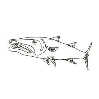 Barracuda or cuda predatory ray-finned fish One-Line Barracuda Drawing: Explore Sharp Features in a Predatory Ocean Fish