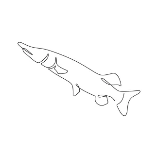 Muskellunge fish Muskellunge One-Line Drawing: Practice Long Fish Shapes with Simple Lines