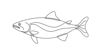 Simple Salmon One-Line Art: Learn Coordination with a Familiar Sea Animal