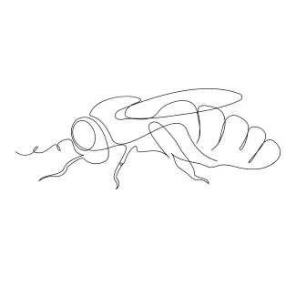 Flying bee Flying Bee One-Line Drawing: Learn Wing Shape and Motion in Simple Form