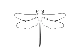 Cute dragonfly Cute Dragonfly in One Line: Easy Drawing to Learn Wing Position and Body Shape