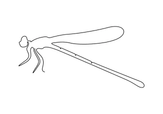 Cute dragonfly Easy One-Line Cute Dragonfly: Fun Practice with Basic Shapes and Insect Balance
