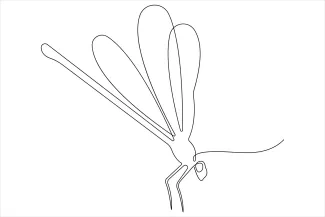 Dragonfly Dragonfly Art in One Line: Learn Structure and Spacing with a Clear Insect Design