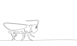 Grasshopper Simple One-Line Grasshopper Drawing: Learn Insect Anatomy with Long Lines