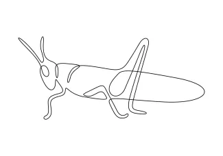 Grasshopper One-Line Grasshopper Sketch: Explore Insect Anatomy with Simple Drawing Practice