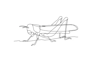 Grasshopper Grasshopper One-Line Drawing: Explore Motion and Leg Structure with Easy Lines