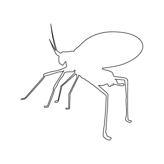 Katydid grasshopper Easy Katydid Grasshopper Drawing in One Line: Explore Organic Shapes with Insect Art