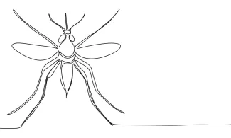 Mosquito Mosquito in One Line: Learn to Draw Slender Insects with Minimal Detail