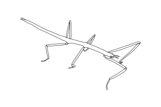 Stick bug Stick Bug in One Line: Learn Line Precision Through Simple Insect Drawing