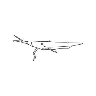 Stick bug Stick Bug in One Line: Study Proportion and Length with Minimal Insect Drawing