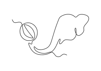 Elephant Simple Elephant One-Line Drawing: Learn Animal Shapes Without Complexity