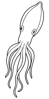 One-Line Cuttlefish Drawing to Explore Shape Contrast and Symmetry